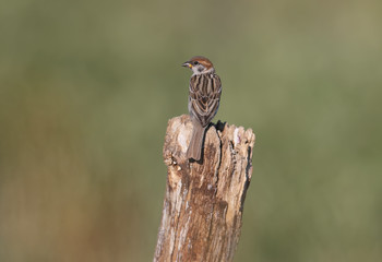 A young Eurasian tree sparrow (Passer montanus) sits on a branch against a blurred background and looks into the camera. Shot in soft morning light from close range.