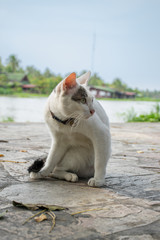 Fototapeta premium The cat sitting on the floor near the river.
