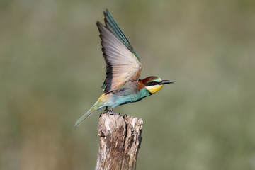 European bee-eater with wide-spread wings sits on a thick branch against a blurred background
