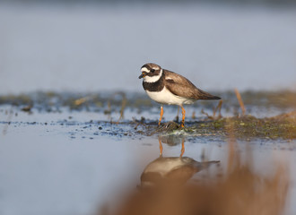 Elegant ringed plover (Charadrius hiaticula) in winter plumage is shot on the bank of the estuary in soft morning light
