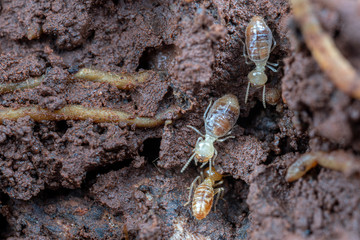 Nasutitermes, a species of tree termite found in the tropics