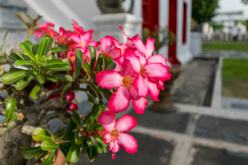 Fototapeta na wymiar The beautiful pink azalea flowers in the garden. (Adenium)