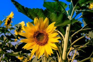 Close-up yellow sunflower against blue sky. Sunflower blooming