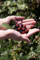 girl is holding blackberry in her hand