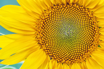 Beautiful blooming sunflower close-up. Top view