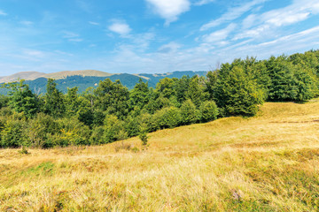 wonderful summer landscape of carpathians. primeval beech forest on the grassy hill. svydovets mountain ridge in the distance. sunny weather with clouds on the blue sky