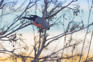 Cheerful bullfinch in the late autumn collects berries (fruits) of mountain ash for food sitting on a branch
