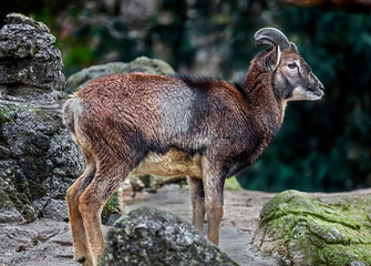 Young moufflon male on the rock. Latin name - Ovis aries orientalis	