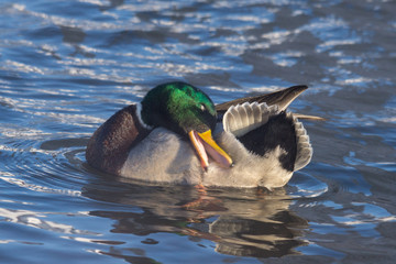 Obraz premium duck cleans feathers