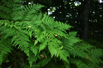 fern  bracken