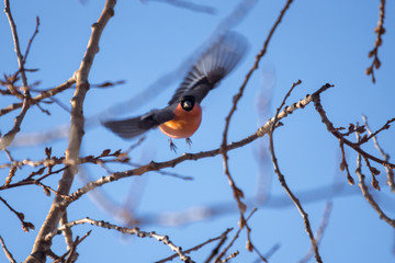 The bullfinch took off from a tree branch on a clear winter frosty day. Arkhangelsk, Russia