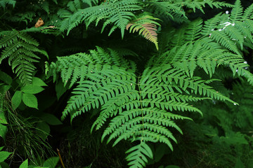 fern  bracken