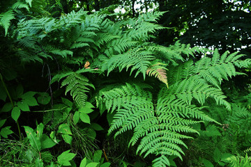 fern  bracken