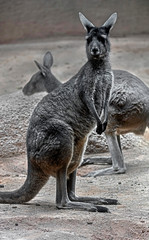 Eastern grey kangaroo or giant kangaroo in its enclosure. Latin name - Macropus giganteus