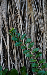 The roots of the banyan tree