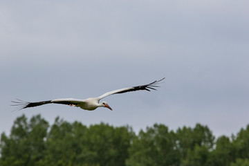 Ausgewilderte Jungstörche vor ihrer ersten großen Reise
