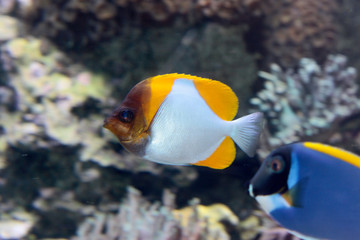 Gelber Pyramiden Falterfisch (Hemitaurichthys polylepis)