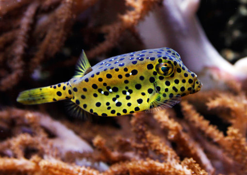 Gelbbraune Kofferfisch (Ostracion cubicus) Rotes Meer, tropischer Indopazifik