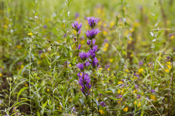 Natural field background. Campanula glomerata, bluebell, campanula in the field. Beautiful summer meadow background. Summer wildflowers on a Sunny day