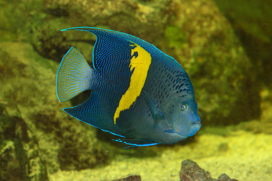 Halbmond-Kaiserfisch (Pomacanthus asfur) tropische Meere