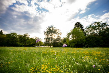Obraz premium Bienen bestäuben Blumenwiese im Sommer 