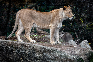 Young lioness on the path in the enclosure. Latin name - Panthera leo persica