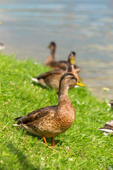 Fototapeta premium Ducks stand on the green grass on the shore of the lake on a Sunny summer day. Mallard Anas platyrhynchos in the wild.
