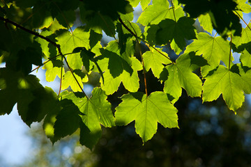 Hojas de arce en primavera.