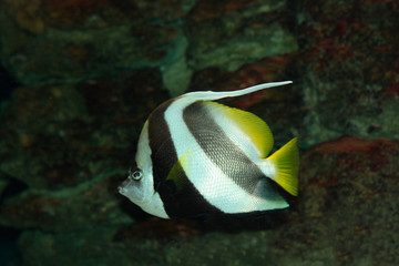 Wimpelfische (Heniochus) Indopazifik, Rotes Meer