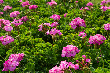 colorful flowers in the garden