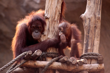 Orang-Utans (Pongo) Muttertier mit Jungem 