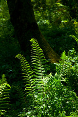 Sotobosque de helechos en primavera.