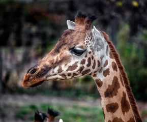 Giraffe`s head. The tallest living terrestrial animal and the largest ruminant. Latin name - Giraffa camelopardalis