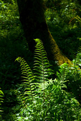 Sotobosque de helechos en primavera.