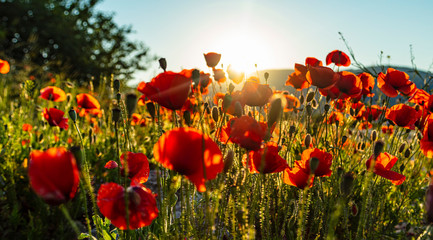 Fototapeta na wymiar field of red poppy filed on sunset time 