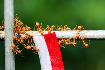 Weaver ants holding white and red ribbon