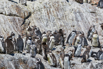 Waddle of penguins at St. Croix Island, Algoa Bay