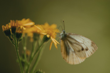 Obraz premium Motyl Modraszek siedzi na zółtych kwiatach.