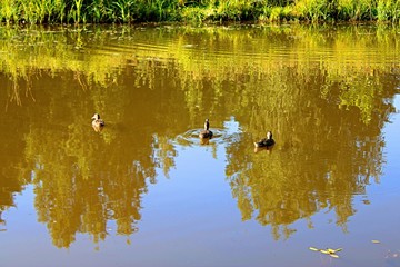 ducks swim in the water on a forest lake
