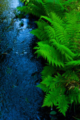 Río y helechos en primavera.