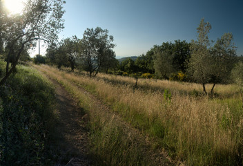 Tuscan agricultural landscape, Florentine region of Montespertoli