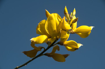 Fototapeta premium Cytisus scoparius; yellow flowers of broom in Tuscany
