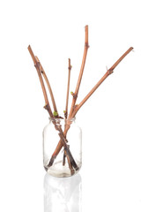 The process of growing grapes saplings from the vine.