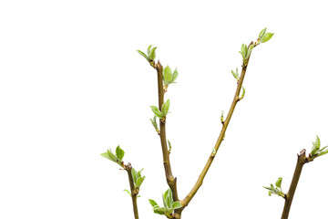 Young pear tree isolated on white background