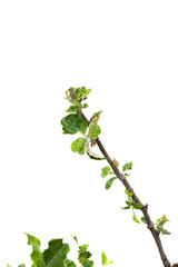 Young apple tree isolated on white background.