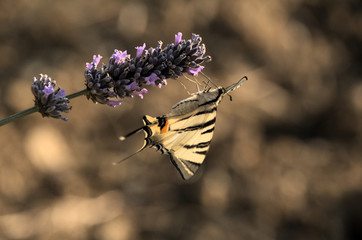 Iphiclides podalirius; scarce swallowtail butterfly in rural Tuscany