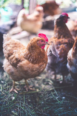 Chickens on the farm. Toned, style, color photo.
