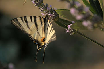 Iphiclides podalirius; scarce swallowtail butterfly in rural Tuscany