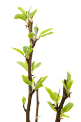 Young pear tree isolated on white background