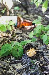 Young mushroom and plastic bottle in the background.